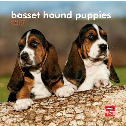 mini basset hound puppies