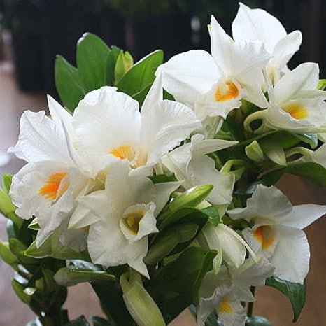 Amazon デンドロビウム フォーミディブル 白色の上品な蘭の花 お祝い花 誕生日プレゼント 退職などの花ギフトや母の日プレゼントに 観葉植物 オンライン通販