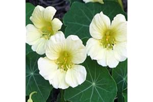 Outsidepride Tropaeolum Nasturtium Yeti Climbing, Vining, Flowering, Plants for Trellis, Fences, Arbors & More - 400 Seeds