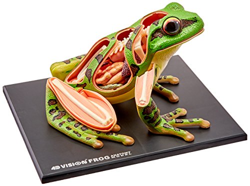 4D Vision Frog Anatomy Model