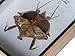 Very Rare Real Dead Leaf Mantis Insect Taxidermy in Wooden Box