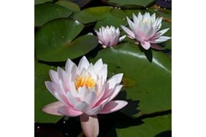 CHALILY W.B. Shaw Live Perennial Water Lily Perfect Pond Plant Pre Grown Bare Root Waterlily Outdoor Koi Pond or Container Ponds Lillies pregrown Lilly pad