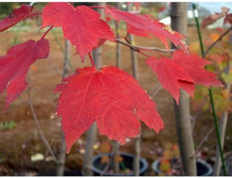 Amazon Co Jp アメリカハナノキ ベニカエデ レッドサンセット5号ポット 紅葉が美しい人気品種 Home Kitchen