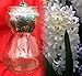Clear Glass Hyacinth Vase + White Hyacinth Bulb