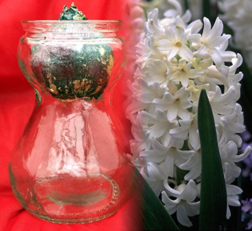 Clear Glass Hyacinth Vase + White Hyacinth Bulb