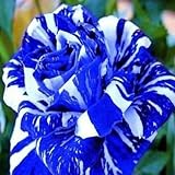 super1798 30Pcs Rare Rose Flower Seeds Garden Decor Perennial Balcony Plant - Blue