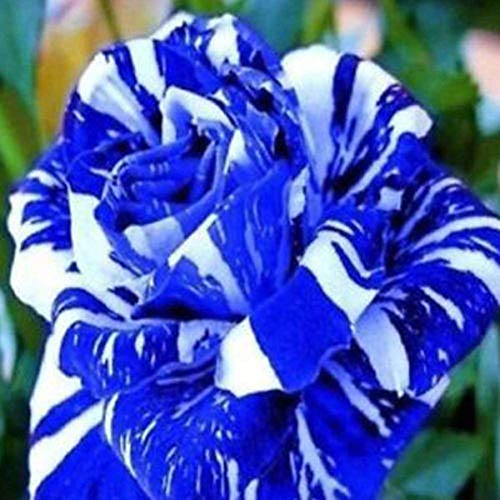 super1798 30Pcs Rare Rose Flower Seeds Garden Decor Perennial Balcony Plant - Blue
