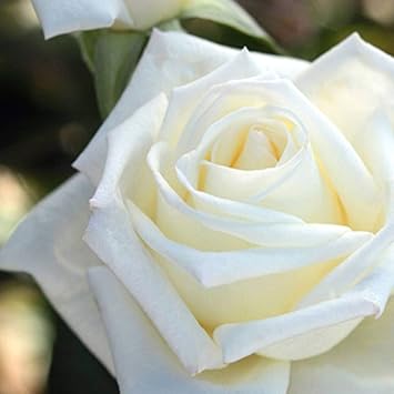 Amazon バラ苗 ベルサイユのばら オスカルフランソワ 大苗 木立バラ メイアン 四季咲き バラ苗木 花