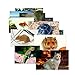 Stages Learning Materials Toddler Education Pets Posters for Class Real Photo Decor for Preschool Bulletin Boards & Circle Time 14 Large Picture Cards