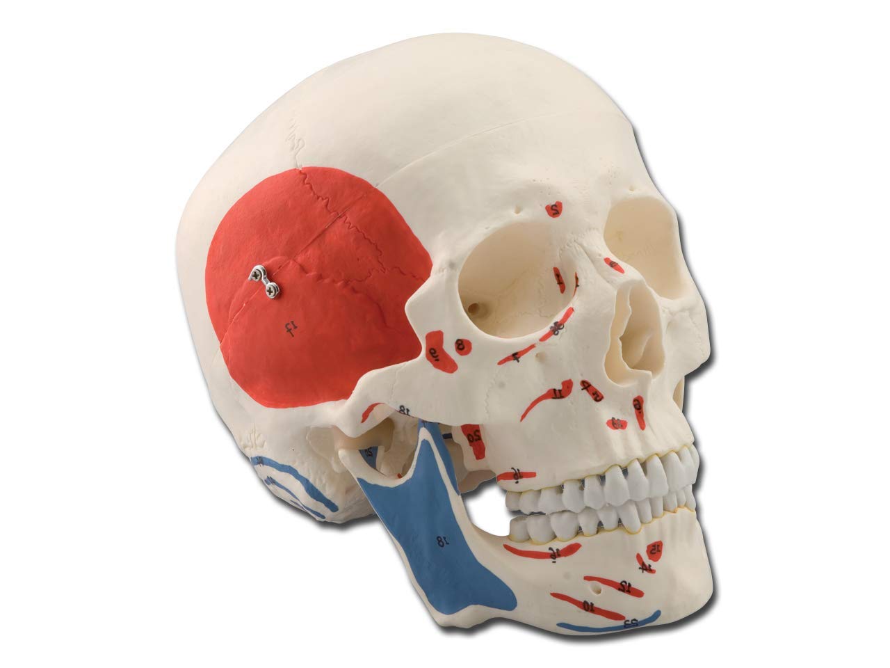 Gima - Anatomical Model of Human Skull, Muscolar, Highly Detailed, Modular 3 Parts, Magnification 1 X