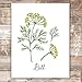 Botanical Prints Kitchen Herbs Wall Art - (Set of 6) - Unframed - 8x10s