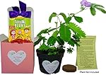 NEW! Mother's Day/Birthday TickleMe Plant Gift Box Set - To grow the Plant that closes its leaves when you Tickle it or blow it a Kiss! It even grows Pink Flowers! "I'm Tickled You're My Mom!"