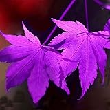 SimingD 30 Pc/Pack Purple Blue Ghost Japanese Maple Tree Seeds(Acer Palatum),Potted Plant For Indoor/Outdoor For Home & Garden (Purple Blue)