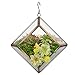 D'Eco Glass Mini Diamond Plant Terrarium (5x5x3.5) - Indoor Tabletop Copper Geometric Planter - Succulents, Air Plants, Moss - Home, Garden, Wedding & Office Decor- Gift Idea for Plant Lovers
