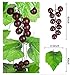 Meiliy 8FT 5pcs Artificial Greenery Chain Grapes Fake Vines Leaves Foliage Simulation Fruits for Home Room Garden Wedding Garland Outside Decoration