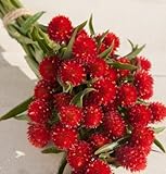David's Garden Seeds Flower Gomphrena Strawberry Fields D1512 (Red) 50 Open Pollinated Seeds