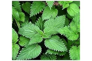 20 Nettle Plant Seeds : Seeds in The Packet