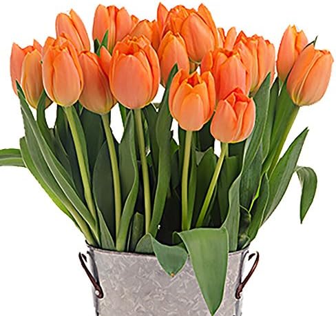 Stargazer Barn - 24 Stems Cheery Orange Juice Tulips with Rustic Décor Style Galvanized Vase - Direct From Farm - 2 Dozen Orange Tulips - Fresh Cut - Sustainably Grown in California - Orange Flowers