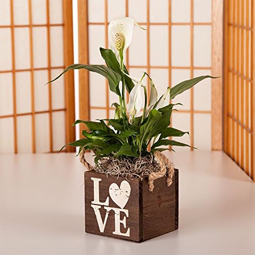 Peace Lily in Wood Love Container - Live Plant Gift - Green Gift - Sympathy Gift - Sympathy Plant - Bereavement Gift -Valentine's Plant - Ships Fast via 2-Day Air