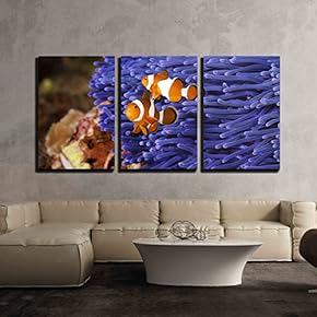 3 Piece Canvas Wall Art - Two Ocellaris Clownfish Amphiprion ocellaris anda Blue sea Anemone - Modern Home Art Stretched and Framed Ready to Hang - 16"x24"x3 Panels