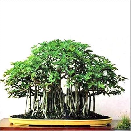 live Beautiful Banyan Bonsai Tree Plant