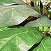 Larksilk Silk Flowers and Plants Aerosol Cleaner Spray - Artificial Flower and Plant Treatment for Cleaning, Shining and a Finishing Touch, No Wiping Needed