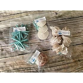 Beach Seashell and Starfish Christmas Tree Ornament Package (Standard Seashell Package) 51Xiy5FDrjL