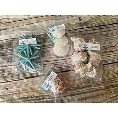 Beach Seashell and Starfish Christmas Tree Ornament Package (Standard Seashell Package) 51Xiy5FDrjL