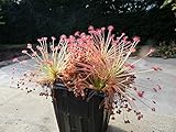 Drosera Paradoxa Carnivorous Very Rare Plant 10