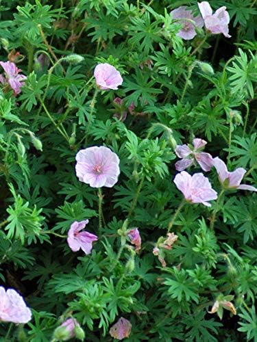 Perennial Farm Marketplace Geranium 'Lancastriense' (Cranes Bill) Perennial, 1 Quart, Salmon Pink Flowers