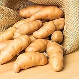 fingerlings 10