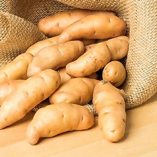 Fingerling Potato Russian Banana - 10 certified ORGANIC Seed Potatoes