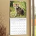 Kittens Wall Calendar (2019)
