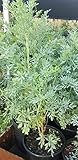 Ruda Plant Common Rue Ruta graveolens Herb of Grace