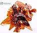 Dewaxed Orange Shellac Flakes. (Orange, 16 oz)