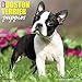 Just Boston Terrier Puppies 2018 Wall Calendar (Dog Breed Calendar)