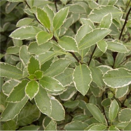 Cross Common Nursery Pittosporum Tenuifolium Silver Queen Agm Amazon Co Uk Garden Outdoors