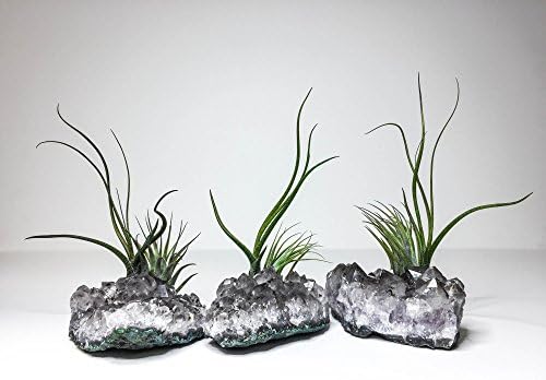 Amethyst Air Plant Crystal / Decorative Stone / Terrariums / Birthday Gift / Decor by Gaia Life