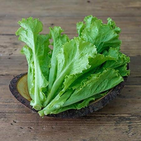 Creative Farmer Vegetable Seeds Organic Lettuce Seeds For Gardening Seeds - Lettuce Green ?Seeds Seeds For Gardening Home Garden Seeds