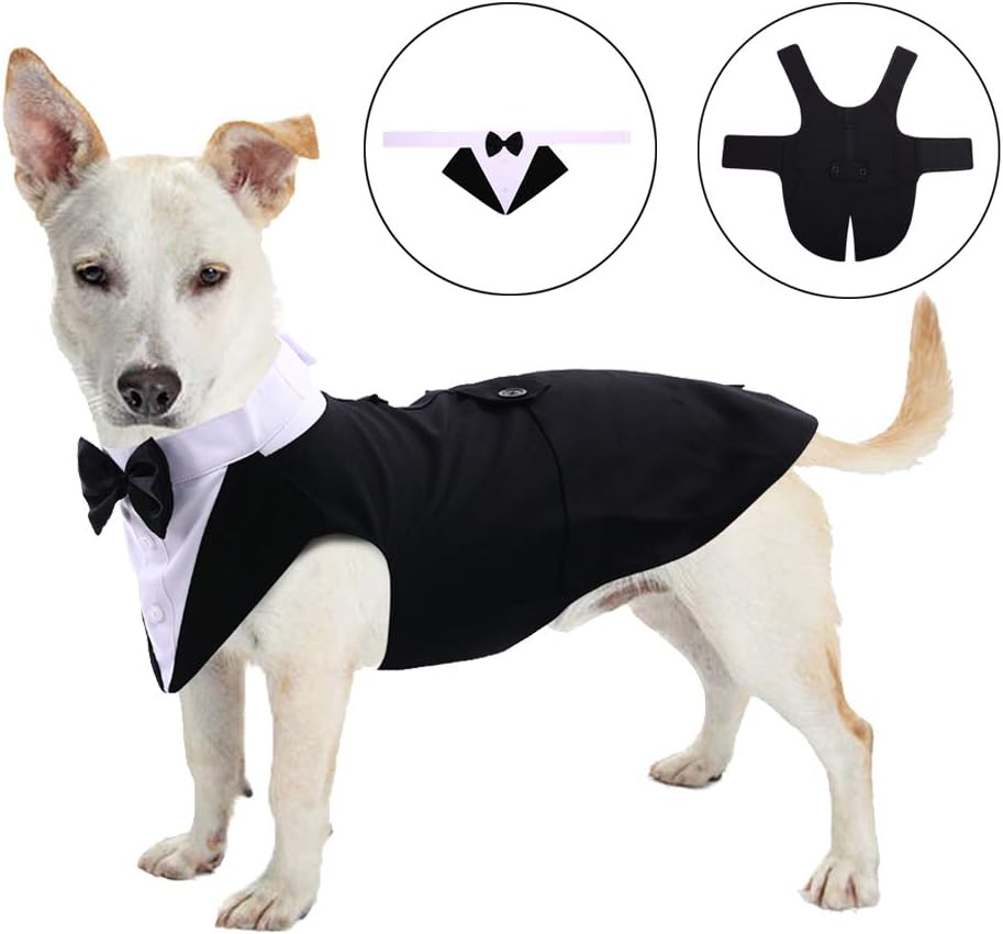 labrador wedding outfit