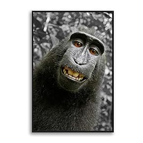 Framed Canvas Home Artwork Decoration Animal Canvas Wall Art for Living Room, Bedroom - 16x24 inches