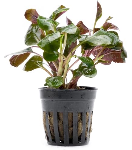 Amazon.com : SubstrateSource Live Plants - Homalomena sp. 'Sekadau