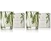 Thymes - Fragrant Frasier Fir Votive Candle with 15-Hour Burn Time - 2 Ounces, Set of 2