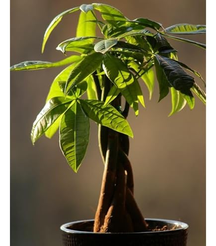 Mistletoe Growing Indoors - Can You Grow Your Own Mistletoe Plant