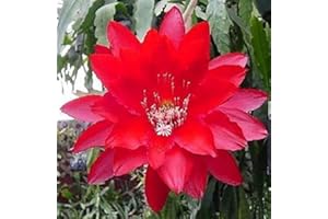 Red Epiphyllum - Giganti di Fiori - 3 Bella Orchid Cactus 8" a 12" Talee: Only Seeds