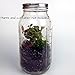 Premium Kit for Small Terrarium (Succulent, Cactus, and Fairy Garden)