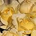 Winter Sun Eleganza Rose Bush | Grown Organic Potted Yellow Hybrid Tea Rose - Own Root Easy To Grow Stargazer Perennials