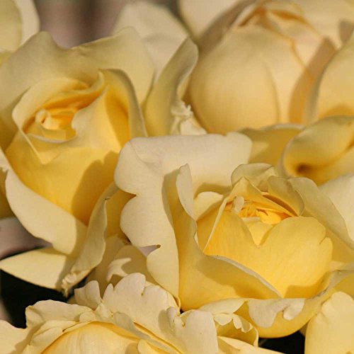 Winter Sun Eleganza Rose Bush | Grown Organic Potted Yellow Hybrid Tea Rose - Own Root Easy To Grow Stargazer Perennials