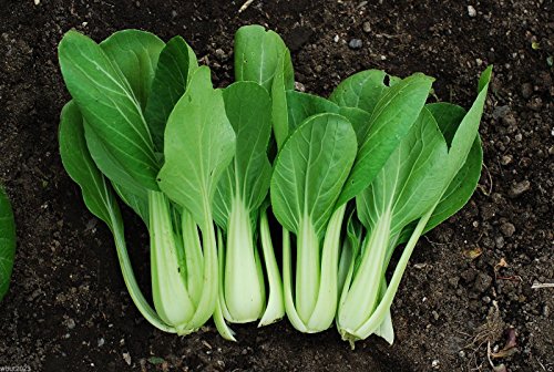 Bok Choy (Pak Choi) non-heading Chinese Cabbage, Organic Vegetable.15,000 Seeds