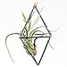 NCYP Rustic Style Freestanding Hanging Double Diamond Shaped Metal Tillandsia Air Plants Rack Holder 3.5 inches Sides x 5.9inches Height (Black) No Plants